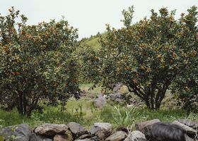 The Orchard at the Edge of Town
